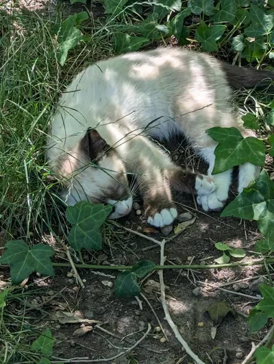 CAT REVEAL