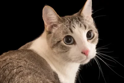 Cat, suggested from ideas bot