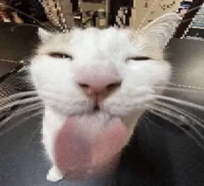 Cat who sticks his tongue out