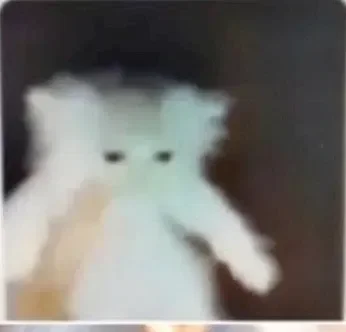 Cat with a shaved head