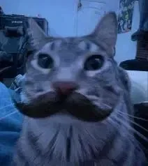 Cat with a mustache