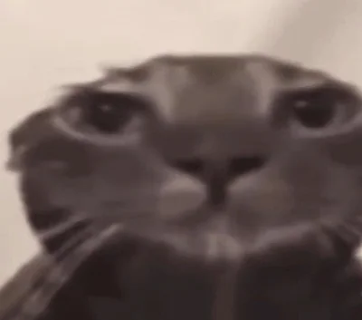 catto