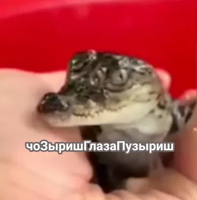 Маленький крокодил~