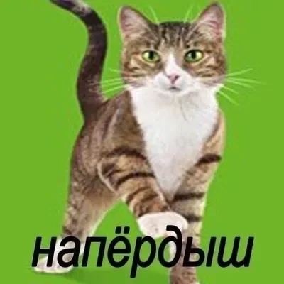 тест написания ботов на русском (кот напёрдыш)
