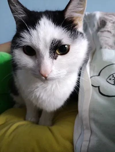 Мурзик