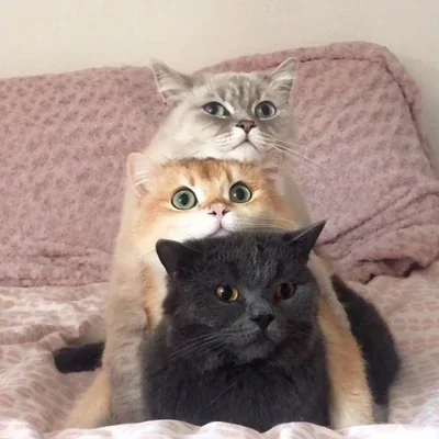 CG Friendgroup