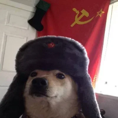 Dog cx