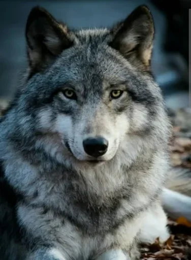 Male wolf enclosure 