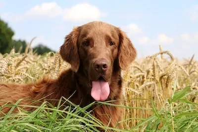 Dog of wisdom 