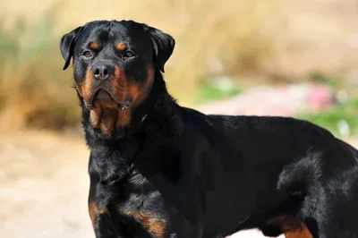 Rottweiler Enforcer