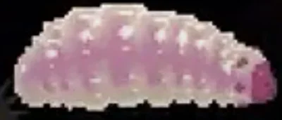 Honey Worm