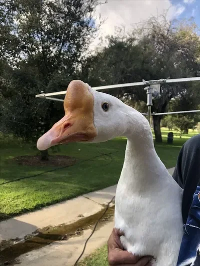 Chinese goose