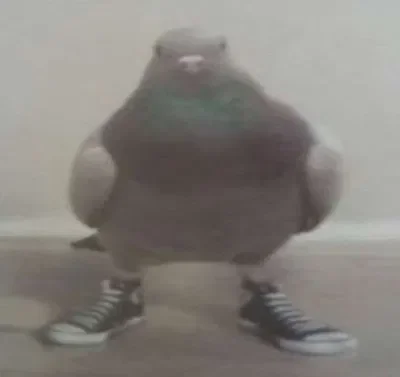Cool shoe bird