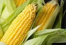 Corn