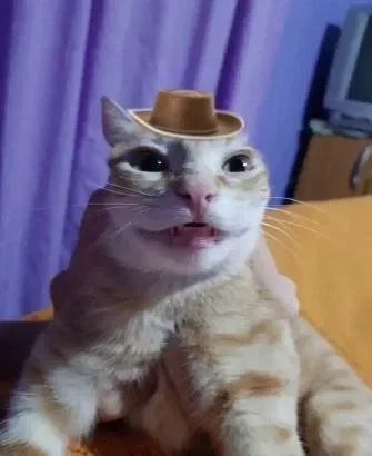 Cowboy cat