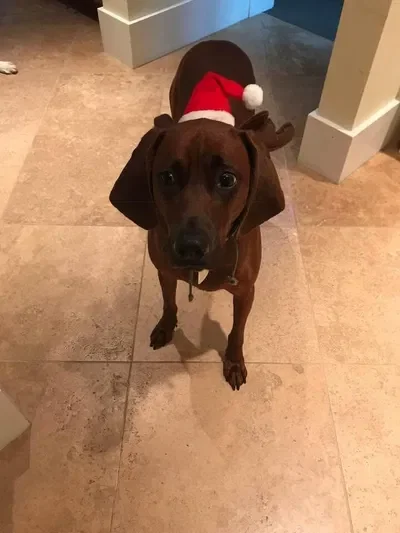 Crimass