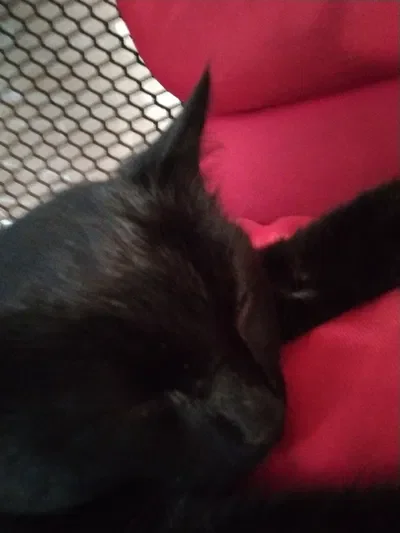 Cute black cat!! ★~(◠ω◕✿)