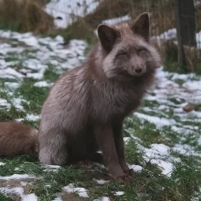 cute fox 2