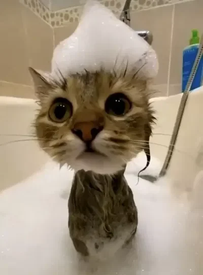 Cute tabby cat taking bath