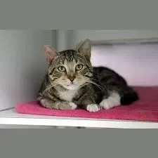 Dave, The magical cheese wizard