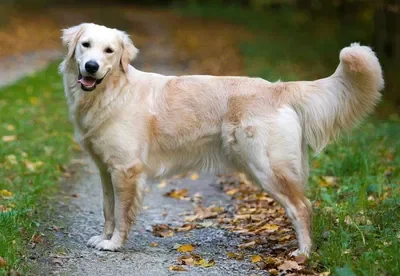 Dea the good dog