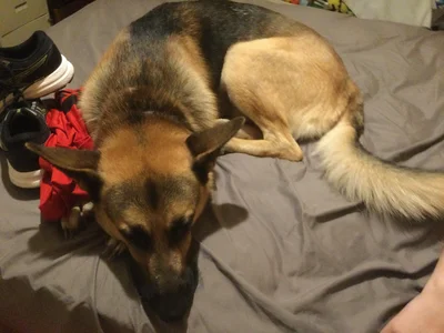 Dog In A Janitor Bucket