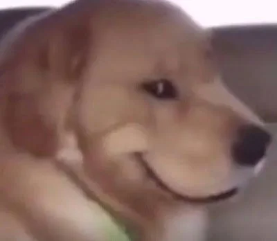 DogPP