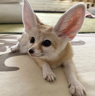 Domesticated Fennec Fox