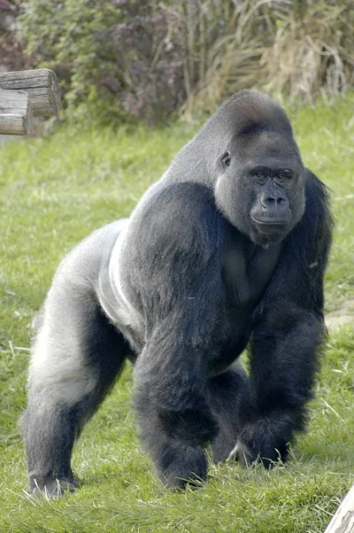 Creature creator