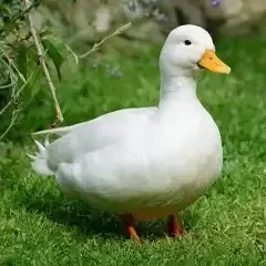 duck