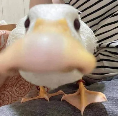 Duck :)