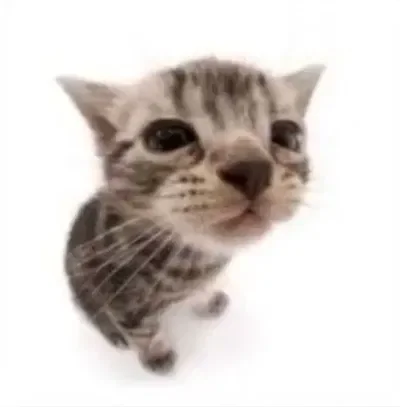 Elgatito · So Silly