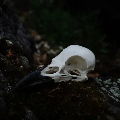 Enzo ‘Reaper’ Harrison