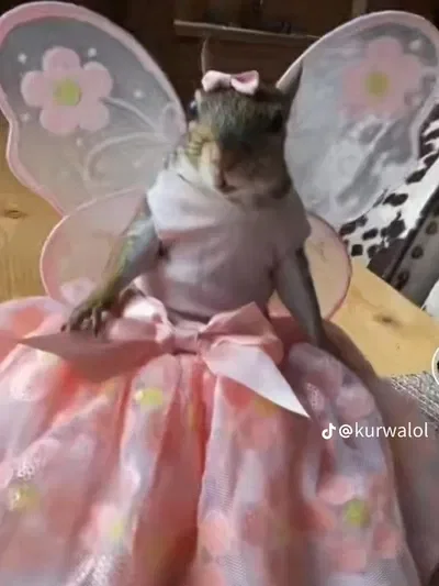 Fairy Princess squirel