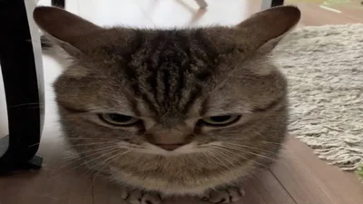 feed me requests