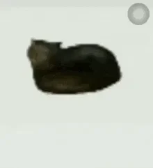 FEMBOY_ATTACK!!! Memorial