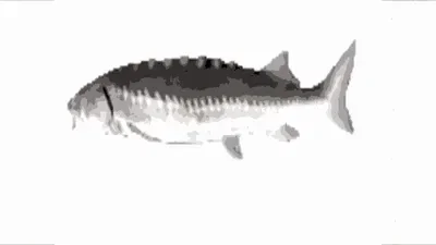 Fish #2