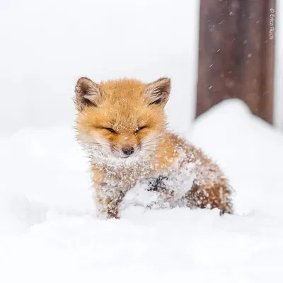 Fox pup