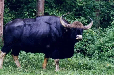 Gaur Bull