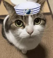 🛡️Gravy The Navy (AO)