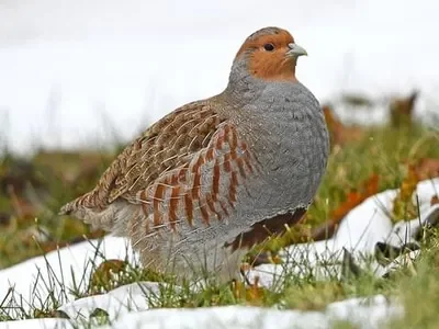 Grey Partridge
