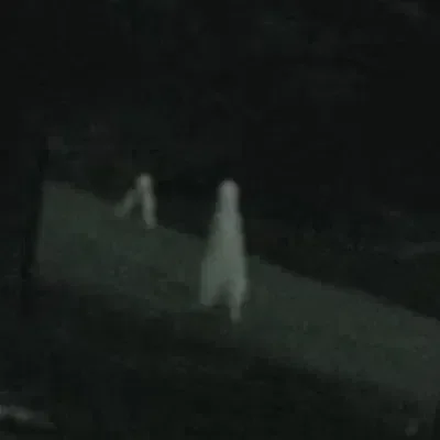 Group of Fresno Nightcrawlers