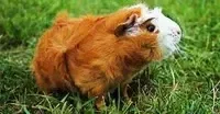 Guinea Pig