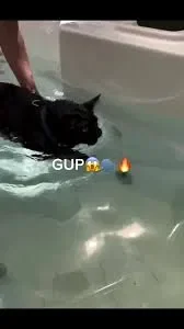 gup cat