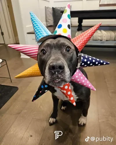 Happy dog- (joke bot-no effort)