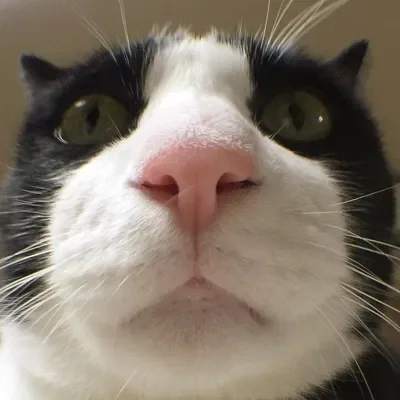 He won't get out of your face