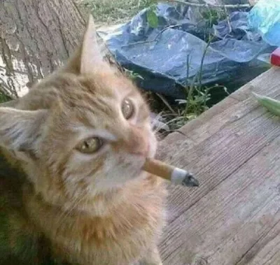 HEHEHE