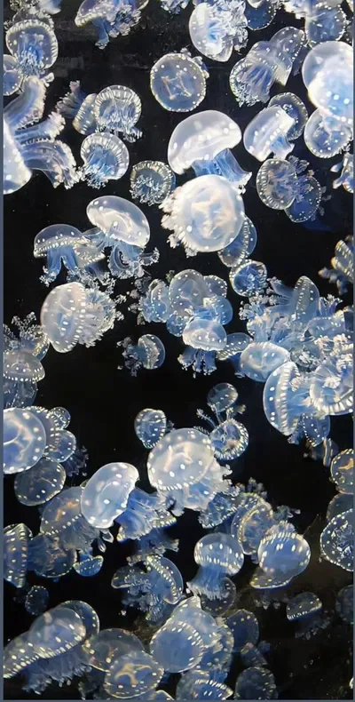 Hello I have an announcement 💙🩷