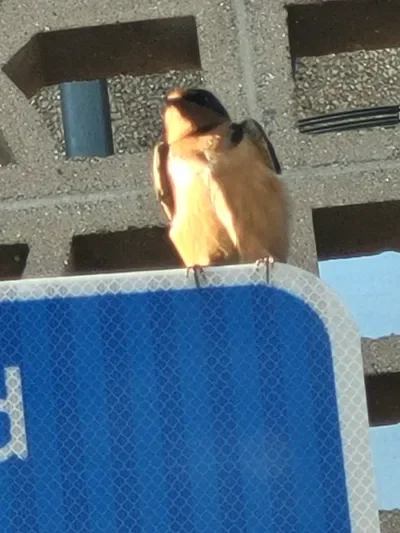 Help me choose! (At least 10 people comment please)