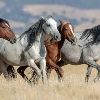 Herd of Wild Stallions